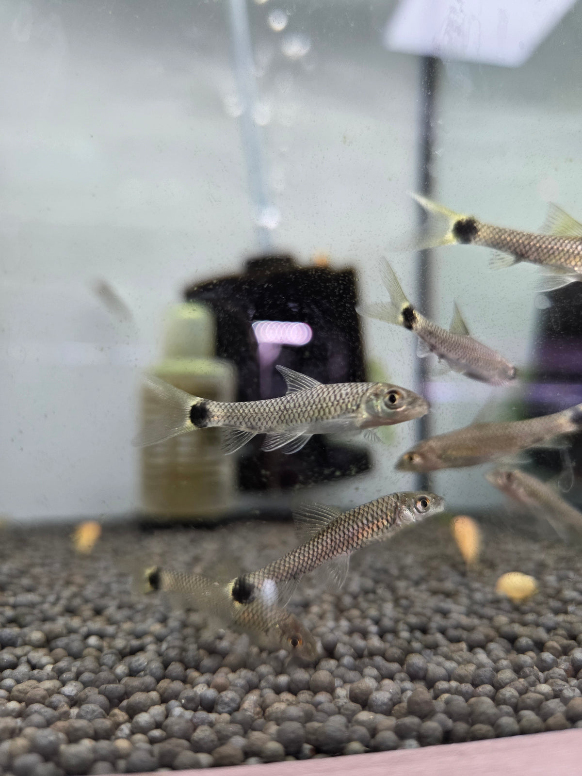 小猴飛狐5隻