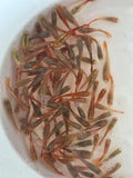 紅蘋果孔雀25隻