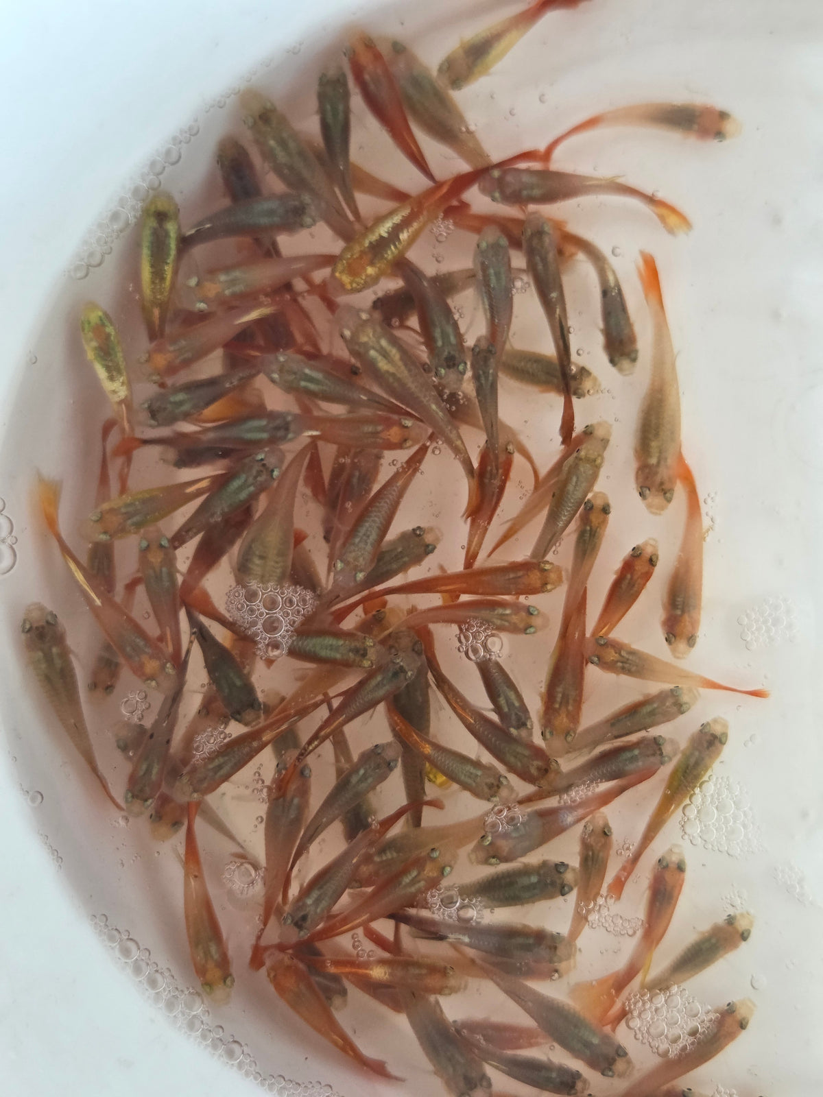紅蘋果孔雀25隻