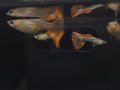 紅蕾絲3對